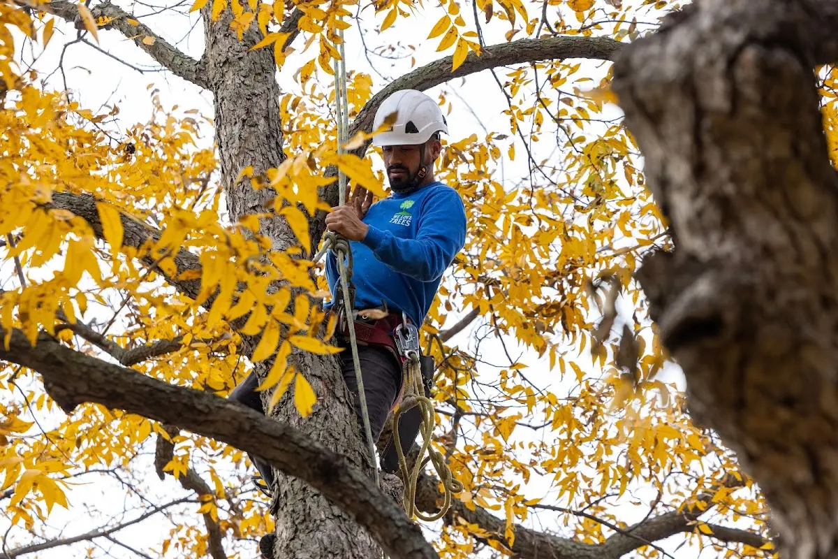 Skilled Tree Transplanting crew working in Hudson